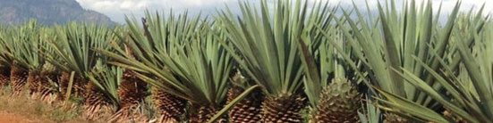 artesania-espartos artesania-espartos